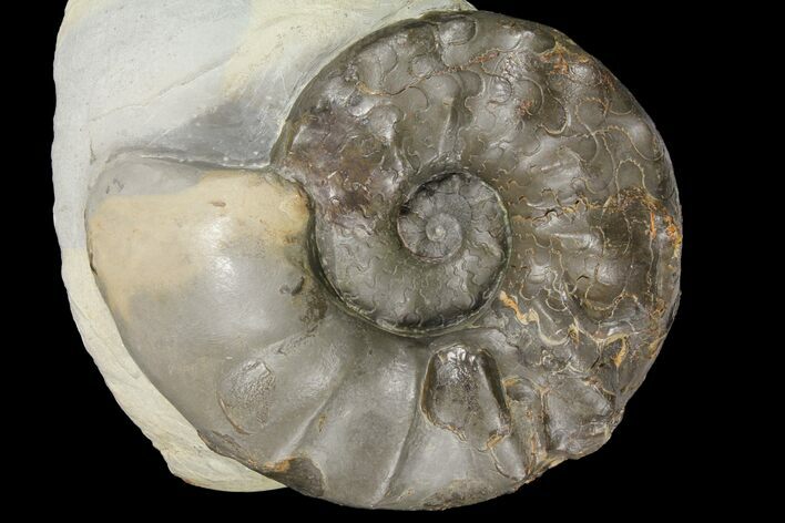 Triassic Ammonite (Ceratites Praenodosus) - Germany #131936